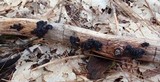 Exidia truncata image