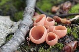 Pyropyxis rubra image