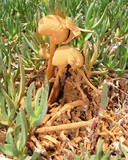 Battarrea phalloides image