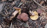 Rugosomyces onychinus image