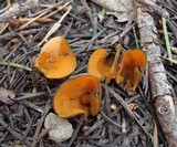 Caloscypha fulgens image