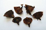 Ciboria rufofusca image
