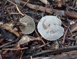 Clitocybe glacialis image