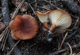 Clitocybe squamulosa image