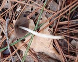Coprinellus impatiens image