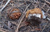 Gyromitra montana image