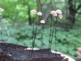Marasmius capillaris image