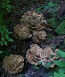 Bondarzewia berkeleyi image
