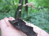 Marasmius capillaris image