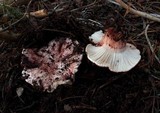 Hygrophorus purpurascens image