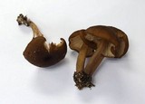 Leptonia undulatella image