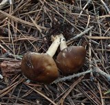 Melanoleuca evenosa image