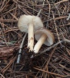 Melanoleuca evenosa image