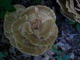 Bondarzewia berkeleyi image