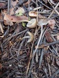 Mycena amicta image