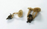 Ripartites tricholoma image