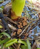 Sclerotinia veratri image