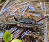 Sclerotinia veratri image