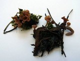 Sclerotinia veratri image