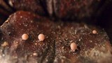 Strobilurus diminutivus image