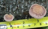 Panus neostrigosus image