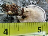 Lentinus strigosus image