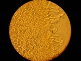 Panus neostrigosus image