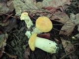 Cantharellus phasmatis image