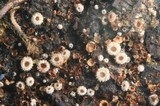 Lasiobelonium variegatum image