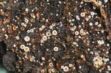 Lasiobelonium variegatum image