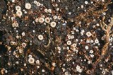 Lasiobelonium variegatum image