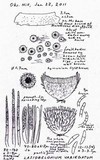 Lasiobelonium variegatum image