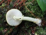 Amanita frostiana image