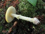 Amanita frostiana image