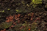 Arcyria denudata image