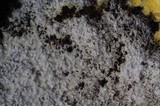Boidinia furfuracea image