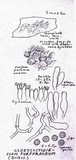 Boidinia furfuracea image