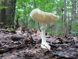 Amanita rhopalopus image