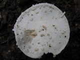 Amanita rhopalopus image
