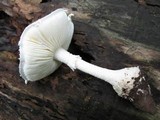 Amanita rhopalopus image