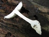 Amanita rhopalopus image