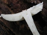 Amanita rhopalopus image