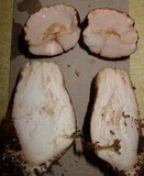 Tylopilus felleus image
