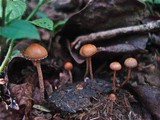 Psilocybe coprophila image