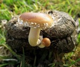 Agrocybe pediades var. fimicola image