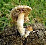 Agrocybe pediades var. fimicola image