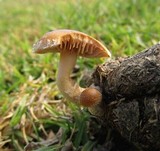 Agrocybe pediades var. fimicola image