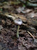 Bolbitius reticulatus image