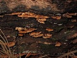 Tyromyces leucospongia image