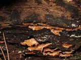 Tyromyces leucospongia image